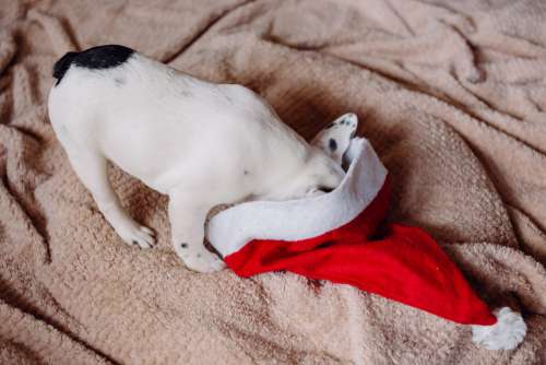 French Bulldog puppy hiding in a Santa hat