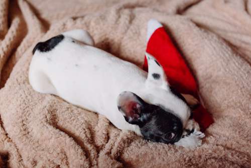 French Bulldog puppy chewing on a Santa hat