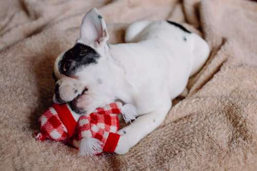 French Bulldog puppy chewing on a plush snowman