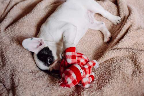 French Bulldog puppy chewing on a plush snowman 2