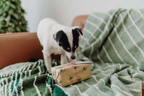 Christmas with the little dog