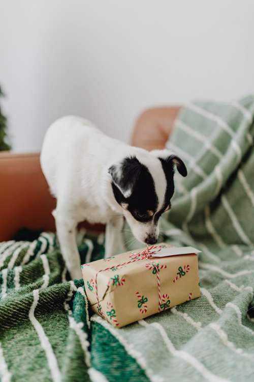 Christmas with the little dog