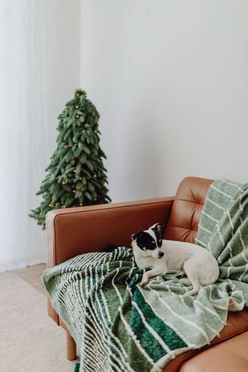 Christmas with the little dog