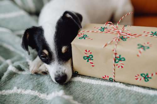 Christmas with the little dog