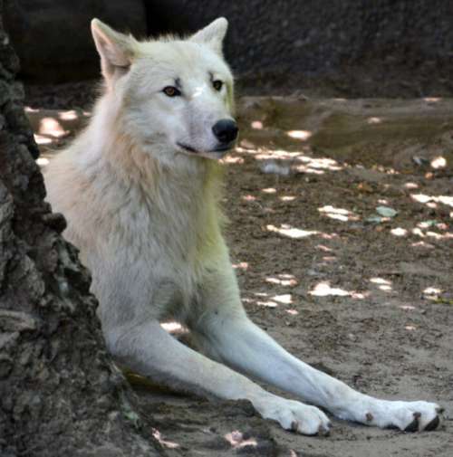 White Wolf Free Photo