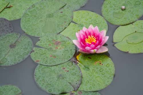 Water Flower Lotus Free Photo