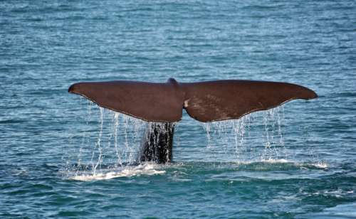 Whale Ocean Free Photo