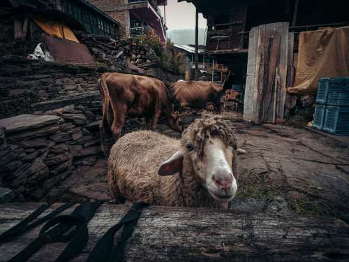 Friendly Sheep And Cows In A Rustic Setting Photo