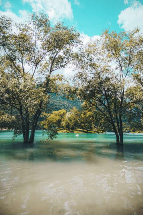 Two Trees Submerged In The Lakes Water Photo