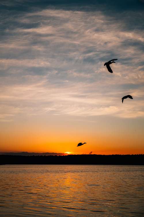 Birds Silhouetted By The Setting Sun Photo