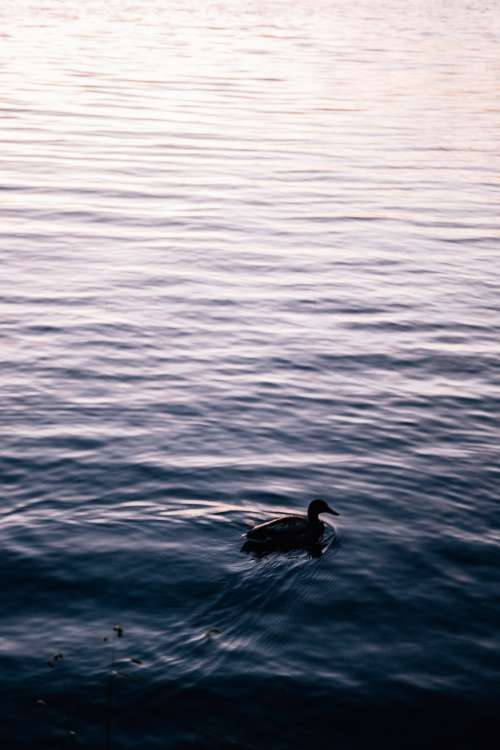 Duck Swims In Calm Water As The Sun Sets Photo