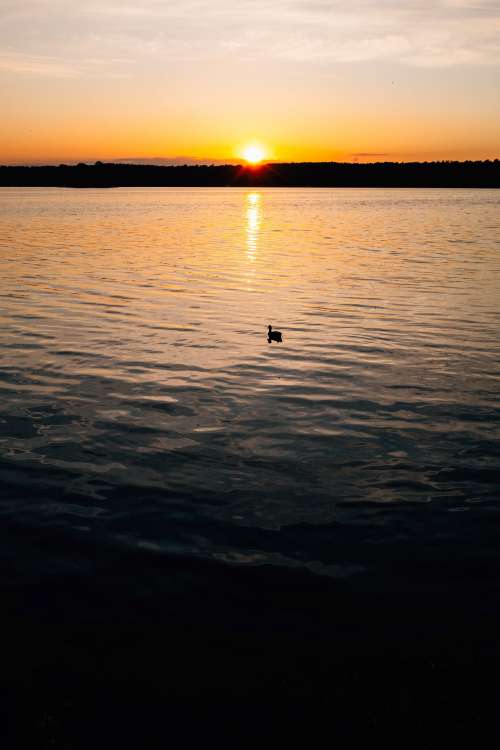 A Duck Takes In The Setting Sun On The Water Photo