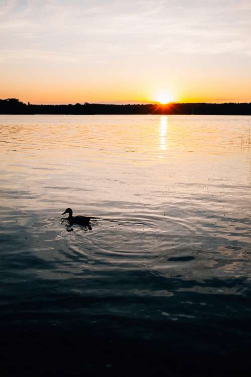 Sun Sets Behind Trees As A Duck Floats On The Water Photo