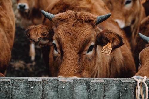Cow Peeks Over A Fence Photo