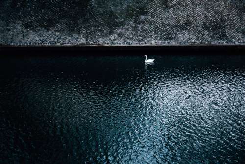 Single Swan Floats On Dark Blue Water Photo
