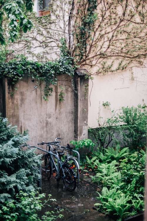 Locked Bicycle And Green Foliage Photo