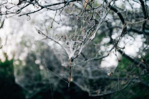 Tree Branch Covered In White Webbing Photo