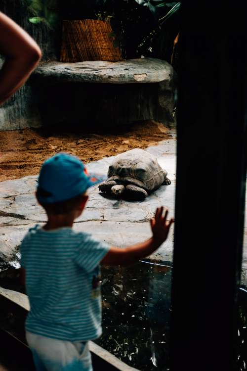 Young Person Holds A Hand Up To The Glass Waving At A Tortoise Photo