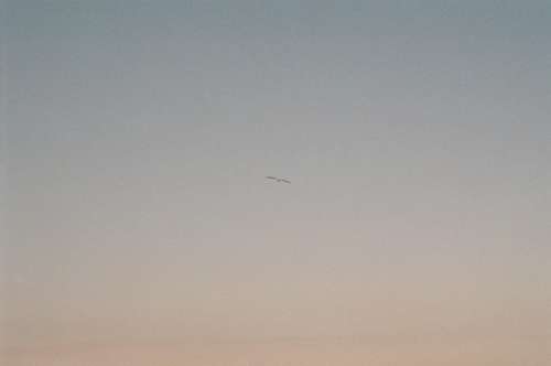 Single Bird In Flight Below Blue And Yellow Sky Photo