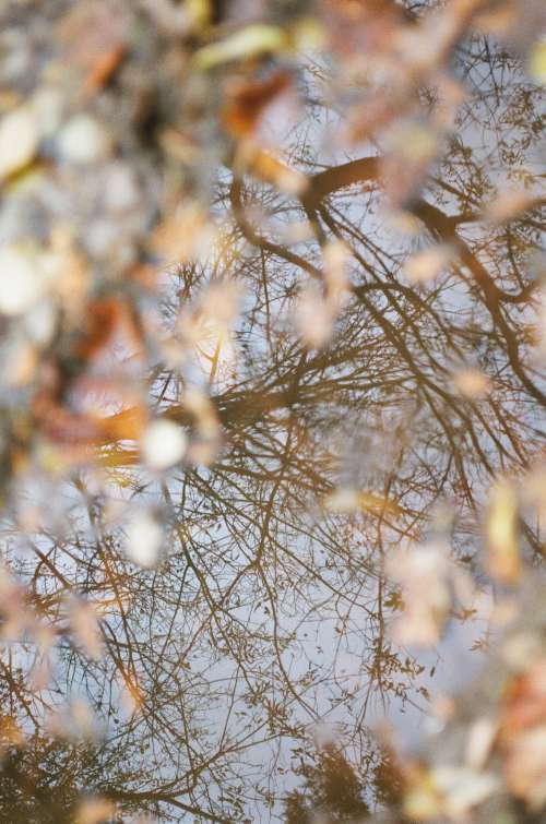 Brown Tree Branches And Abstract Leaves Photo