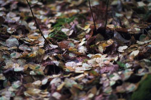 Close Up Wet Fall Leaves On The Forest Floor Photo