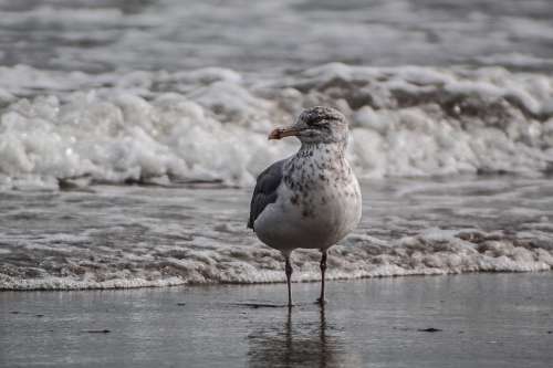 Grey And White Bird Stands On A Wet Shore Photo