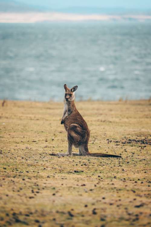 A Kangaroo Looks Straight At The Camera Photo