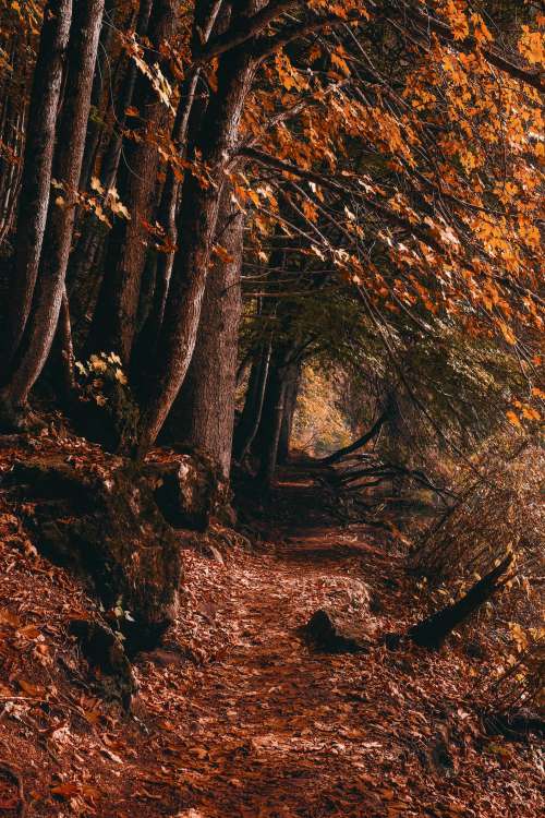 Tall Fall Trees With A Leaf Covered Path In Brown And Yellow Photo