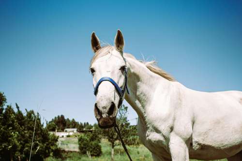 White Horse With A Blue Bridle Photo