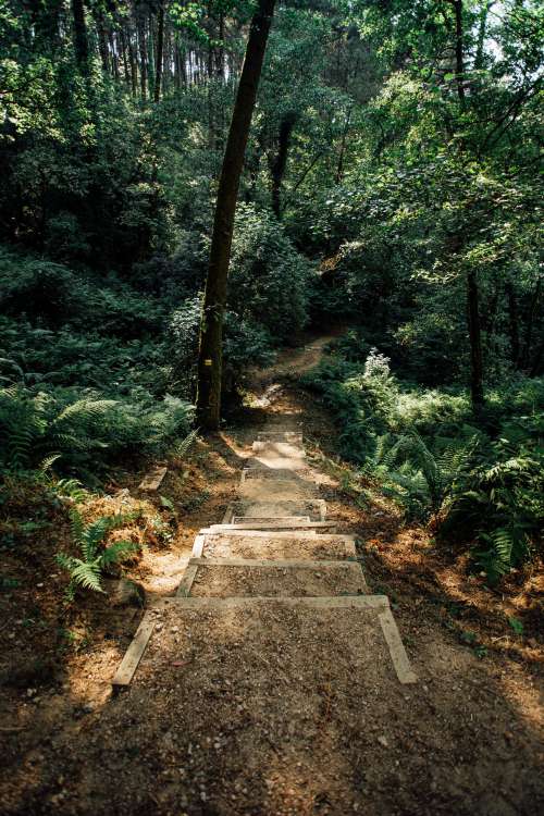 Steps Down Into A Lush Forest Photo