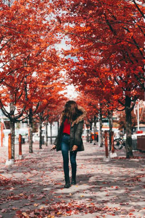 Person Admires Red Fall Trees Photo