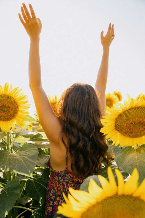 Person Reaching While Standing In A Sunflower Field Photo