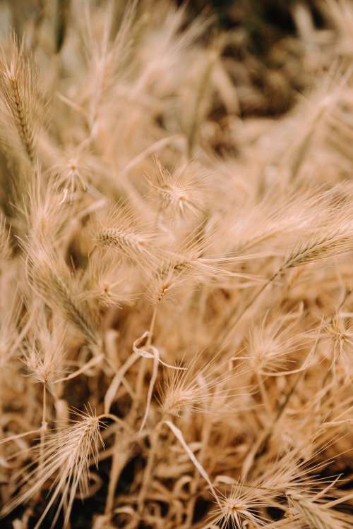 Close Up Of Wheat Sheaves In Field Photo