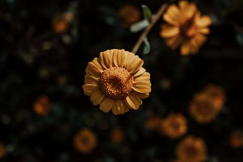 Close Up Of A Small Yellow Flower With Small Petals Photo