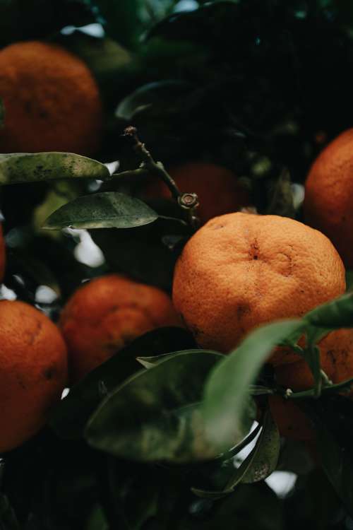 Ripe Oranges In A Green Leafed Orange Tree Photo