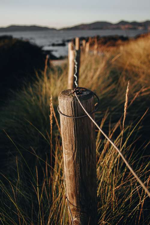 Wooden Fence Post Surrounded With Tall Wild Grass Photo
