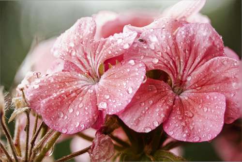 Close Up Of Pink Flowers With Fresh Water Drops Photo