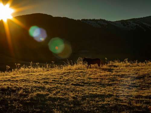 Sunrises And Silhouettes A Horse In A Grassy Field Photo