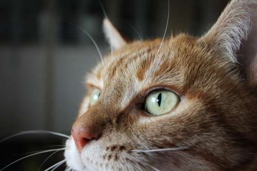Orange Tabby Cats Green Eyes Photo