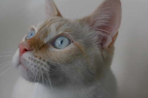 Close Up Of A White Cat With Blue Eyes Photo