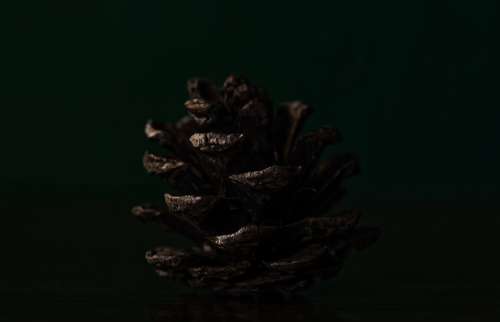 The Detail Of A Single Pine Cone Photo