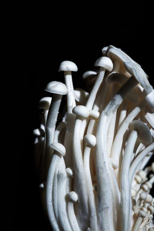 Tall White Enoki Mushrooms Photo