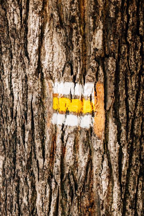 Detail Of Paint On Tree Bark Photo