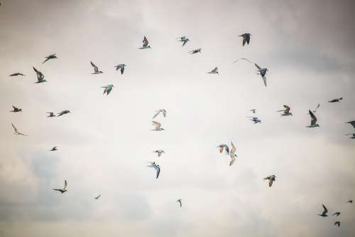 White Birds Fill The Cloudy Sky Photo