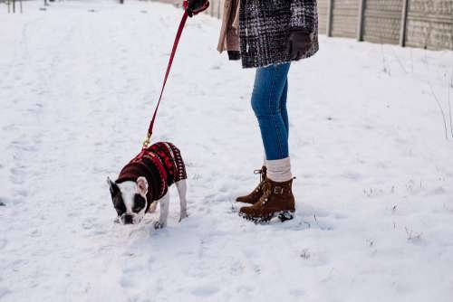 A female walking a french bulldog out in the snow