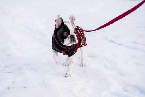 A French Bulldog wearing a sweater out in the snow