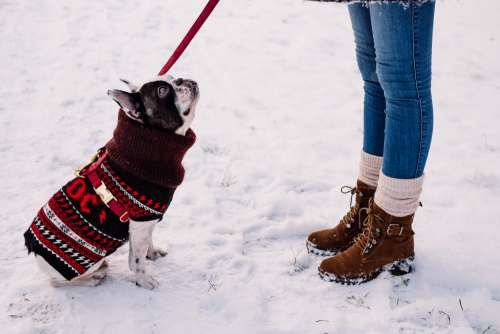A female with a french bulldog out in the snow 2