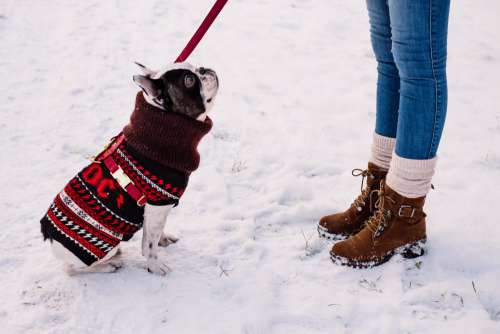 A female with a french bulldog out in the snow