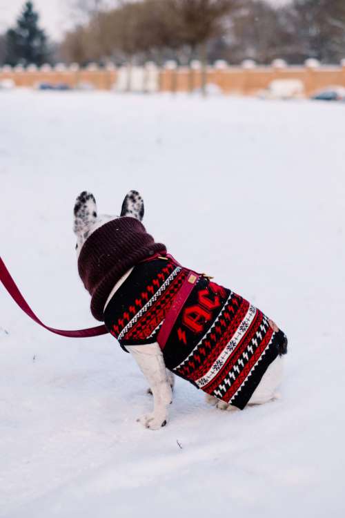 A french bulldog wearing a sweater out in the snow 2