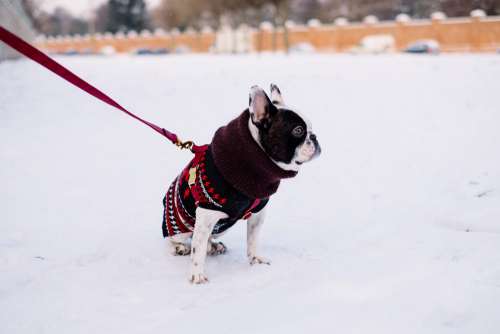 A french bulldog wearing a sweater out in the snow 6